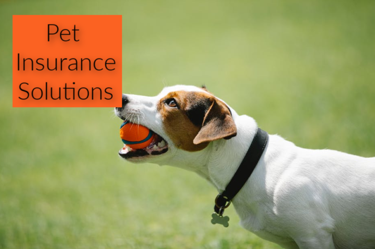 Cómo la tecnología simplifica la búsqueda de soluciones de seguros para mascotas